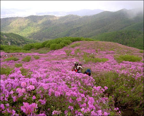 2006년 5월 보성군 일림산의 전경 